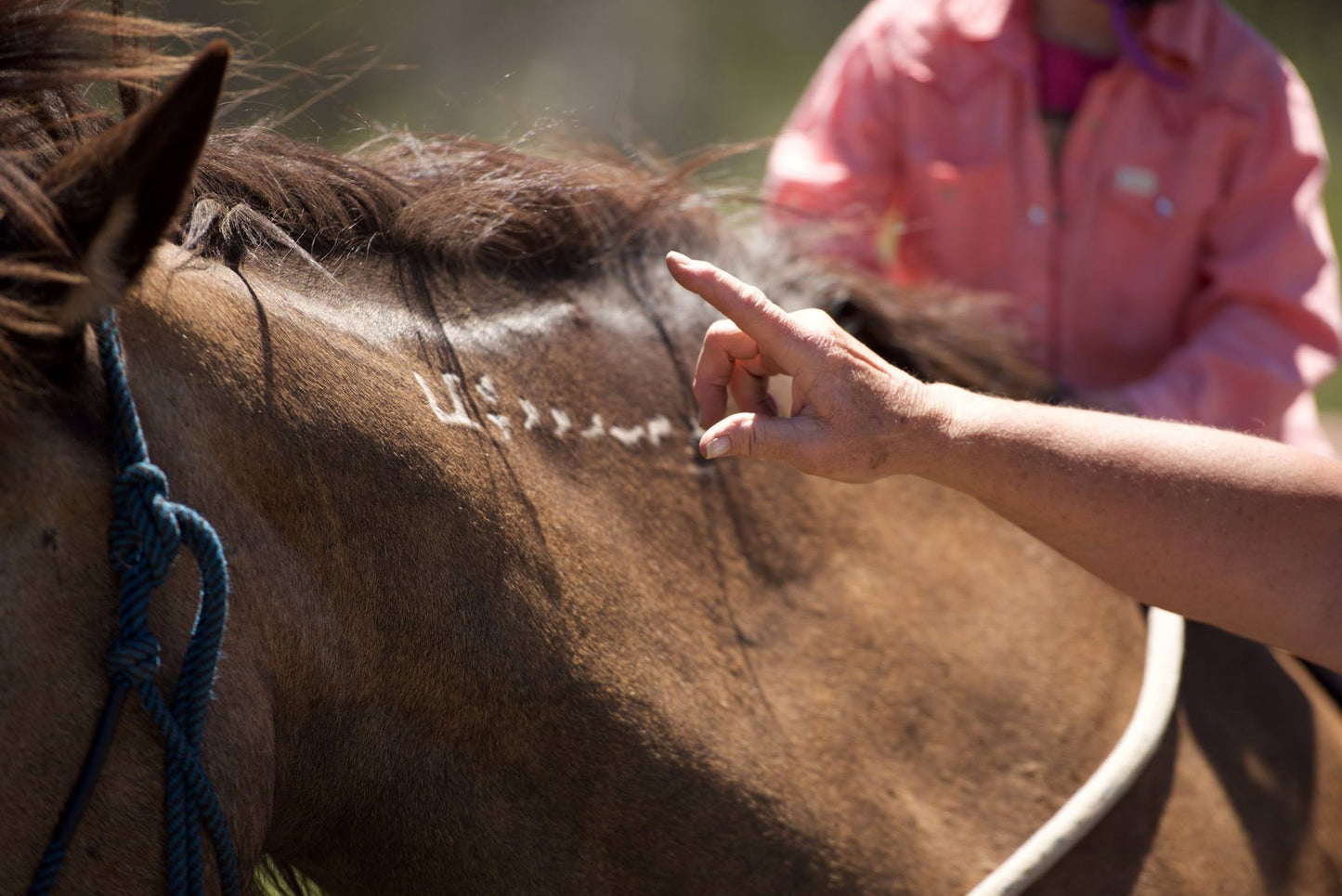 Lil Wranglers Horse Clinic Saturday 6/21